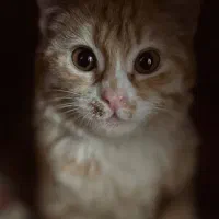 گربه ترکیب تورتورایس و dsh ماده فروشی