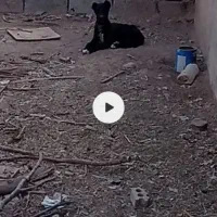 توله دوبرمن سراب