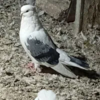 کبوتر پشدار کاکلی نوک کوتاه|پرنده|وحیدیه, |دیوار