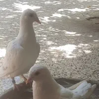 ماده پلاکی