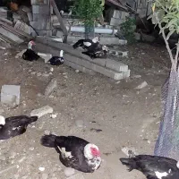 تخم مرغ محلی ، تخم اردک اسرائیلی و تخم بلدرچین|حیوانات مزرعه|کلاچای, |دیوار