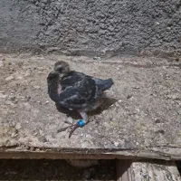 تعدادی کبوترجوجه.مولد.نر وماده تکی