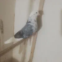 جفت سین ماش حسابی