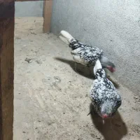 فروش  جوجه سیبرایت