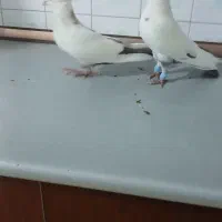 کفتر دمبی طوقی ساده|پرنده|تربت جام, مطهری|دیوار