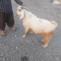 نری برای قریانی