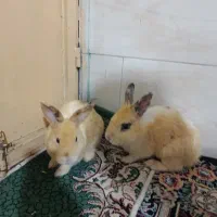 خرگوش