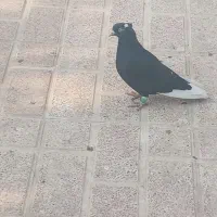 قاراسیاه ماده کاکلی|پرنده|محمدیه-قزوین, |دیوار