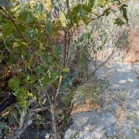 ریشه بادام سنگی