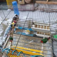 چهار جفت گلدین اماده|پرنده|قم, سید معصوم|دیوار