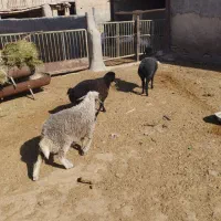 3رسبرهمادهعالیبرایپرواروداشتیدونه10ملیون|حیوانات مزرعه|جوادآباد, |دیوار