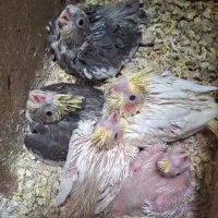 جوجه عروس هلندی