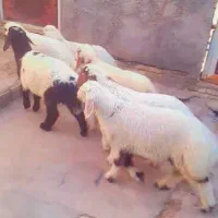 بره 4تانر و3تا ماده گوسفند بز گاو گاومیش گوساله