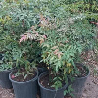 درخت تزئینی و بابا آدم|گل و گیاه طبیعی|شیراز, میرزاکوچک خان|دیوار