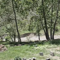 استخدام چوپان ماهر ونیمه ماهر باجای خواب وغذا