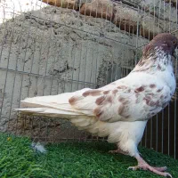 کفتر معامله یا معاوضه با کله ای|پرنده|بافت, |دیوار