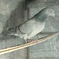 کبوتر سرور خطی ماده