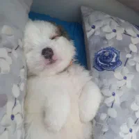 شیتزو ماده قیمت ۲۵۰۰|سگ|فولادشهر, زاینده رود|دیوار