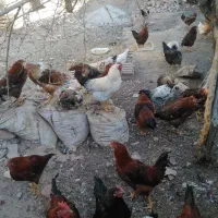 فروش خروس|حیوانات مزرعه|مشهد مرغاب, |دیوار