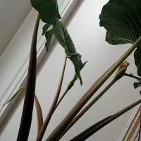 گل بابا آدم سوپر