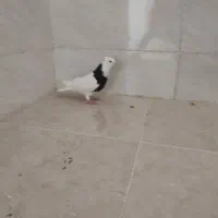 نر طوق سیا|پرنده|شوشتر, |دیوار