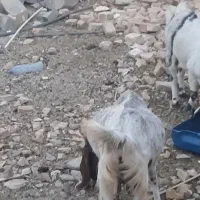 فروش بز ابستن نسل سه قلو زا