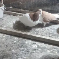 ساده زرد نر|پرنده|نیشابور, شهرک اندیشه|دیوار