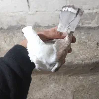 بلژیکی|پرنده|اردبیل, |دیوار