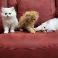 پرشین&برتیش|گربه|کرمانشاه, |دیوار