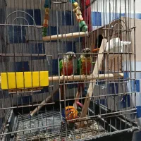 گرینچیک کوتوله برزیلی عروس هلندی مرغ عشق