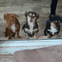 واگذاری سگ خونگی