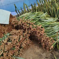 فروش سانسوریا شمشیری|گل و گیاه طبیعی|قائمشهر, |دیوار