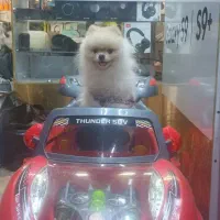 سگ پامرانین