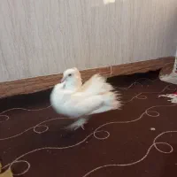 ۲تا کبوتر دم چتری