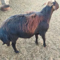 شیشک نر|حیوانات مزرعه|بسطام, |دیوار