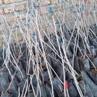 نهال های پربار با تنوع بالا با شهر نهال|خدمات باغبانی و درختکاری|مریوان, |دیوار