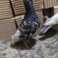 کفتر|پرنده|بردسکن, |دیوار