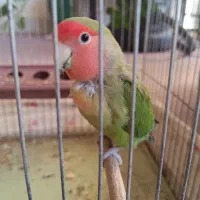 طوطی کوتوله برزیلی