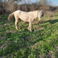 اسب مادیان کرد