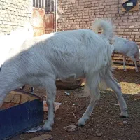 بز کره|حیوانات مزرعه|میبد, |دیوار