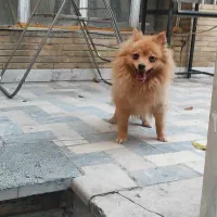 سگ ماده پامر ۲ ساله عروس