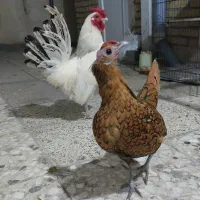 مرغ و خروس مینیاتوری و زینتی