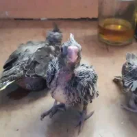 عروس هلندی.وجوجه سرلاکی