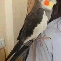 عروس هلندی گمشده