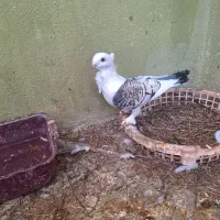 کبوتر بلژیکی|پرنده|ساری, |دیوار