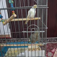 عروس هلندی|پرنده|بروجرد, |دیوار