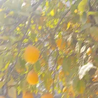 فروش بالنگ ارگانیک|خوردنی و آشامیدنی|مرودشت, شهرک مهدیه|دیوار