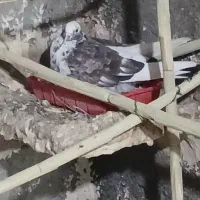 کبوتر|پرنده|چوار, |دیوار