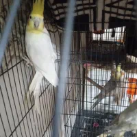 جفت عروس هلندی