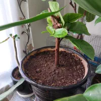 بنسای لیراتا